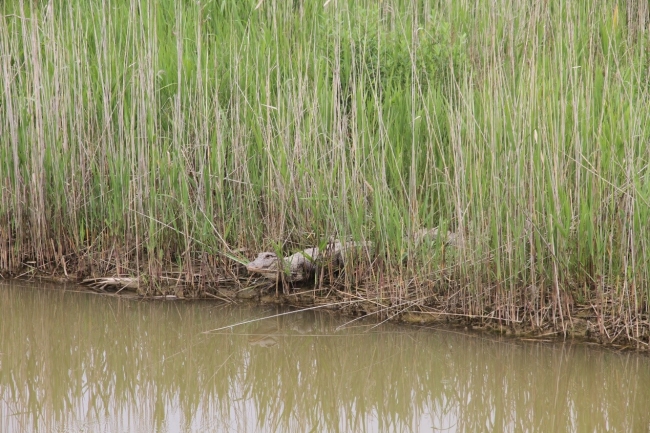 水边休息的扬子鳄1 水边休息的扬子鳄1