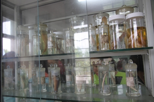 CWRC河口生物标本馆展示柜1 CWRC河口生物标本馆展示柜1