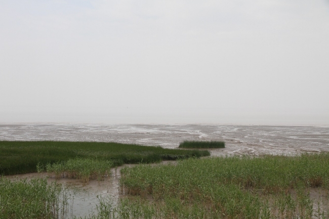 潮滩波痕地貌 潮滩波痕地貌