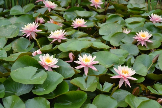 湿地公园一景1 湿地公园一景1