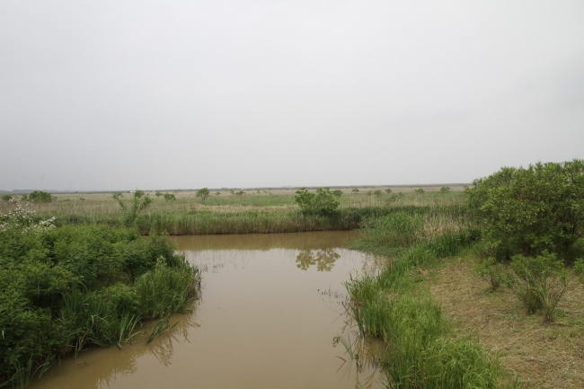 湿地生态 湿地生态