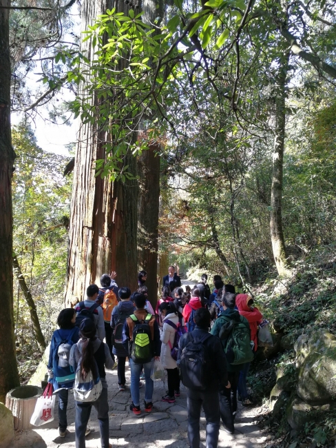 考察天目山大树之王柳杉现状 考察天目山大树之王柳杉现状